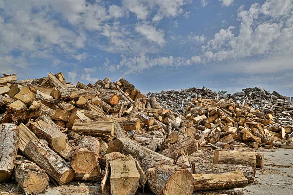 Bois de chauffage de type peuplier